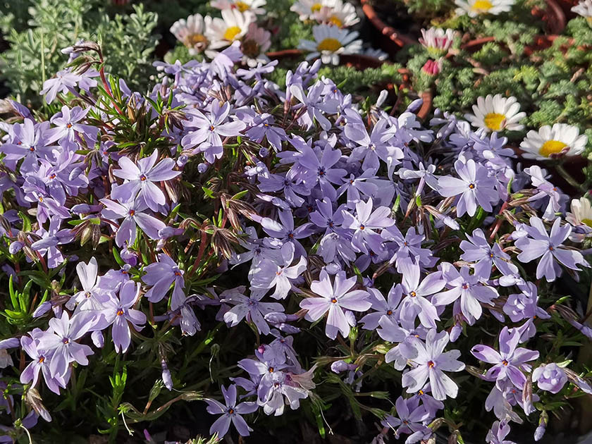 Phlox subulata 'Oakington blue eyes'